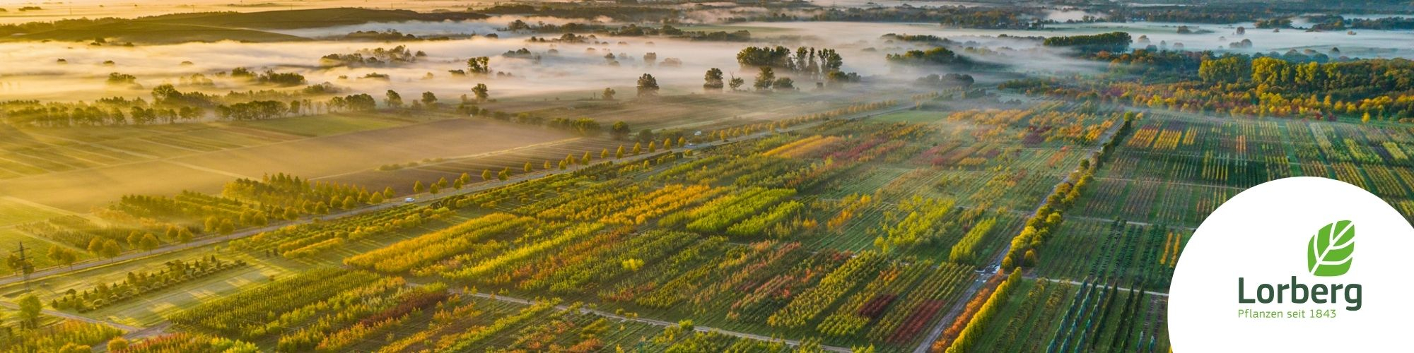 Lorberg Quality Plants GmbH & Co. KG
